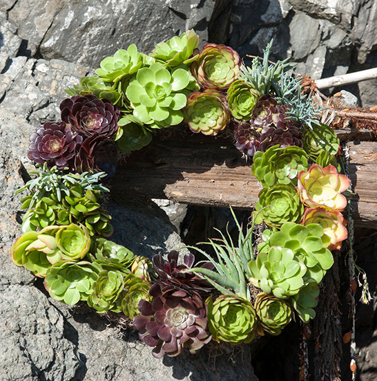 Muir Beach Garden Club